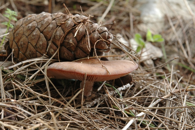 Quattro specie malandate del rimboschimento a pini.